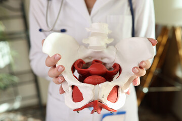 Doctor holding an anatomical pelvis model with pelvic floor muscles