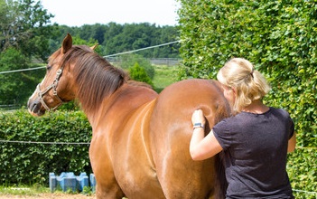 Lady performing trigger point on a horse.