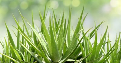 aloe vera plant