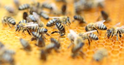 honey bees on their hive