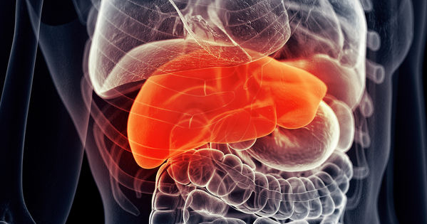 animated liver image