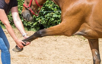 Equine touch, stretching a horse's muscles