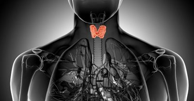 animated image of a body and red thyroid