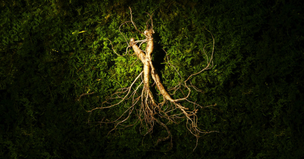 ginseng leaves
