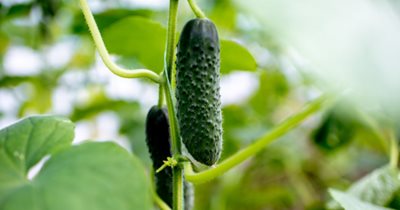 cucumbers