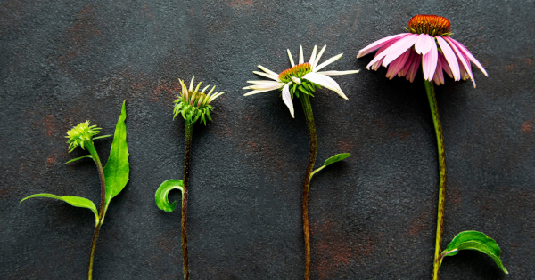 image of purple coneflower