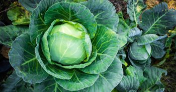 cabbage growing in a garden