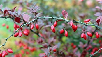 Red barries from the barberry plant.