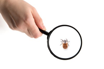 Tick under magnifying glass