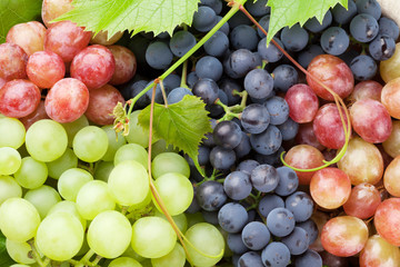 green, purple and red grapes