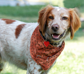 dog with a bandana